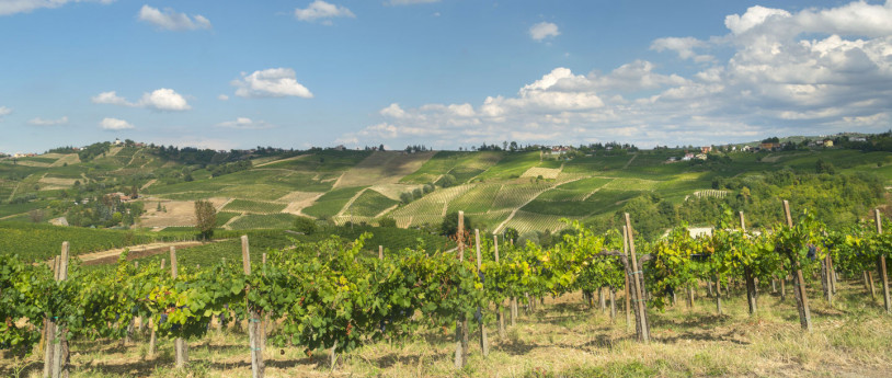 The grape harvest in Lombardy