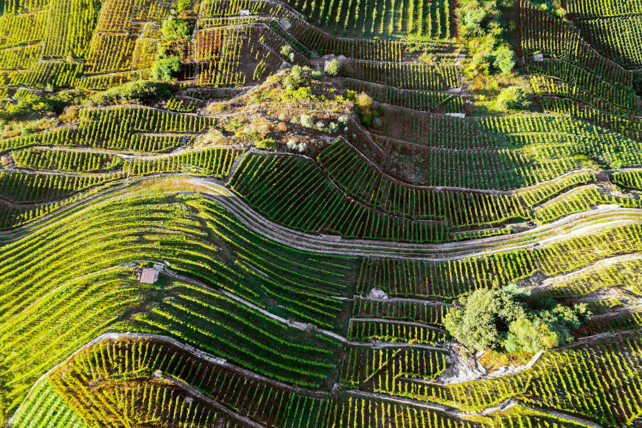 Strada del Vino e dei Sapori della Valtellina