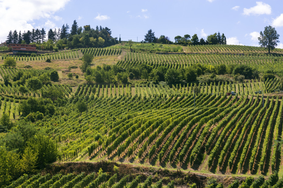 Strada del Vino e dei Sapori dell'Oltrepò Pavese