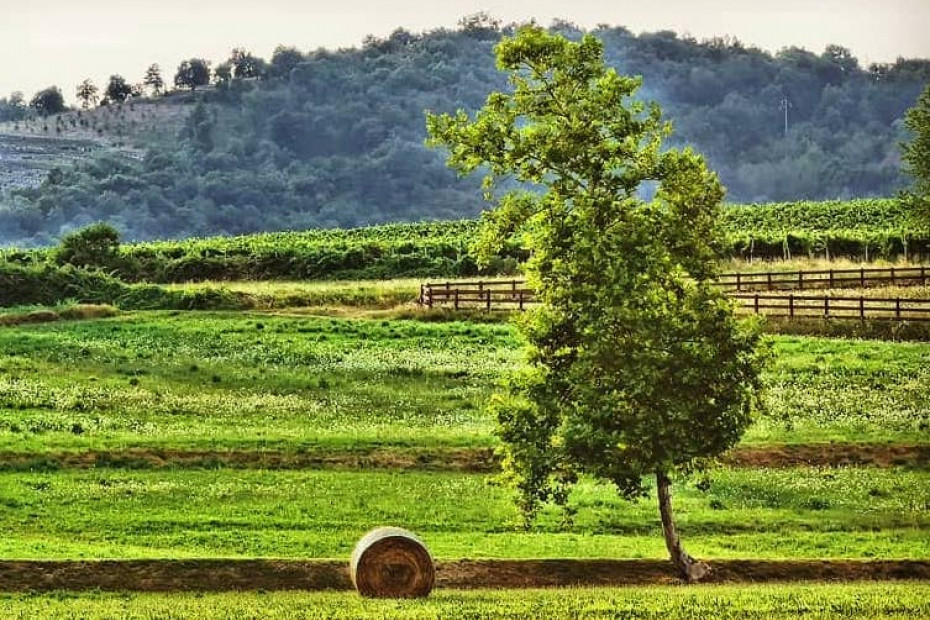 Strada del Moscato di Scanzo e dei Sapori Scanzesi